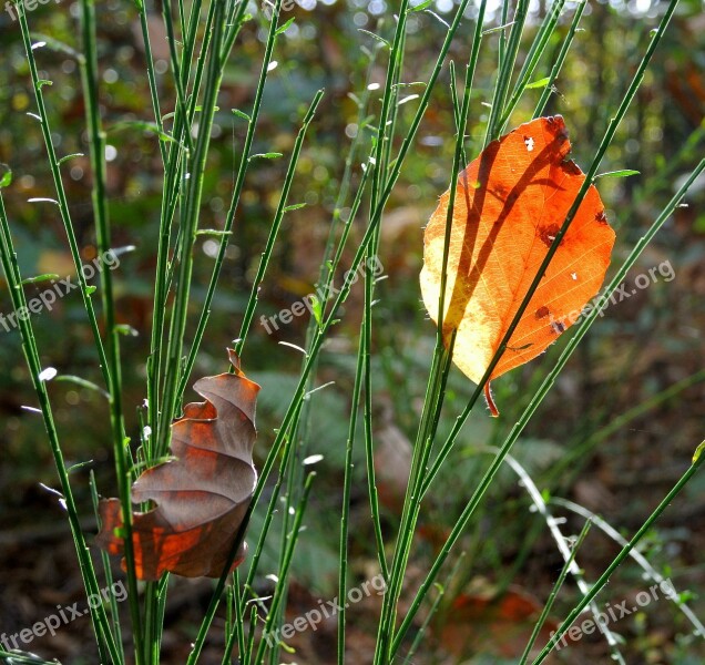 Against Day Leaves Nature Free Photos