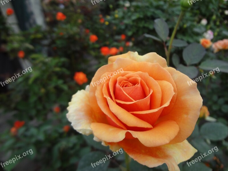 Rose Orange Rose Indian Rose Free Photos