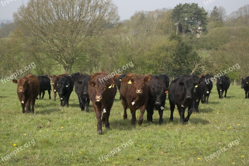 Cow Angus Cattle Farm Black