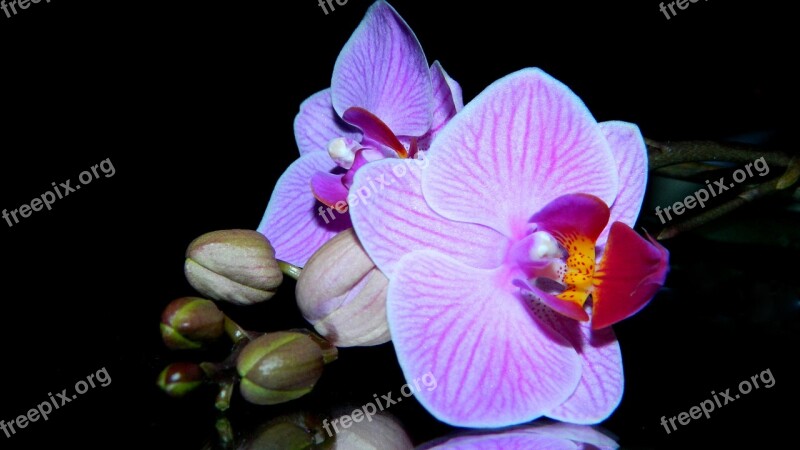 Orchidea Purple Flower Plant Decorative