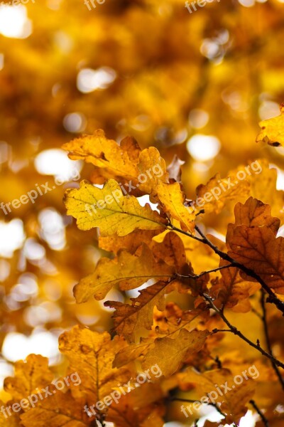 Yellow Sheet Autumn Oak Oak Leaf Listopad