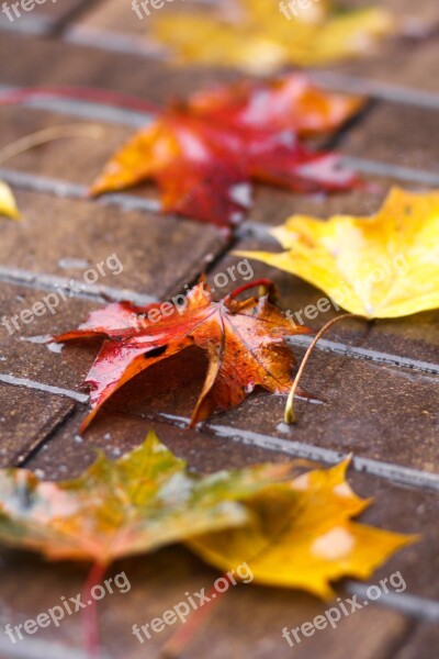 Sheet Autumn Wet Sheet Golden Autumn Autumn Leaves