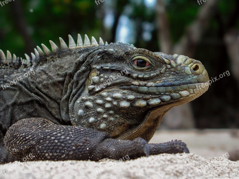 Animals Iguana Cuba Cayo Blanco Lizard