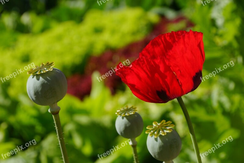 Flowers Poppy Red Poppy Nature Wall Farm Ciablun