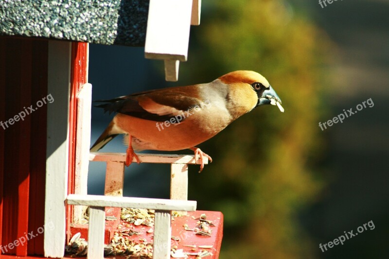 Bird Foraging Close Up Free Photos