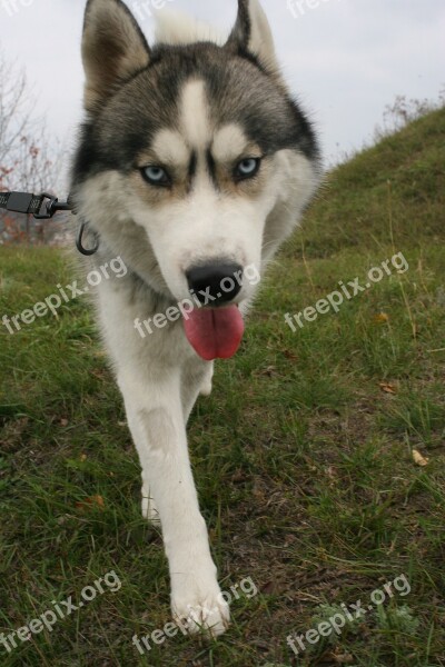 Husky Siberian Dog Animal Pets