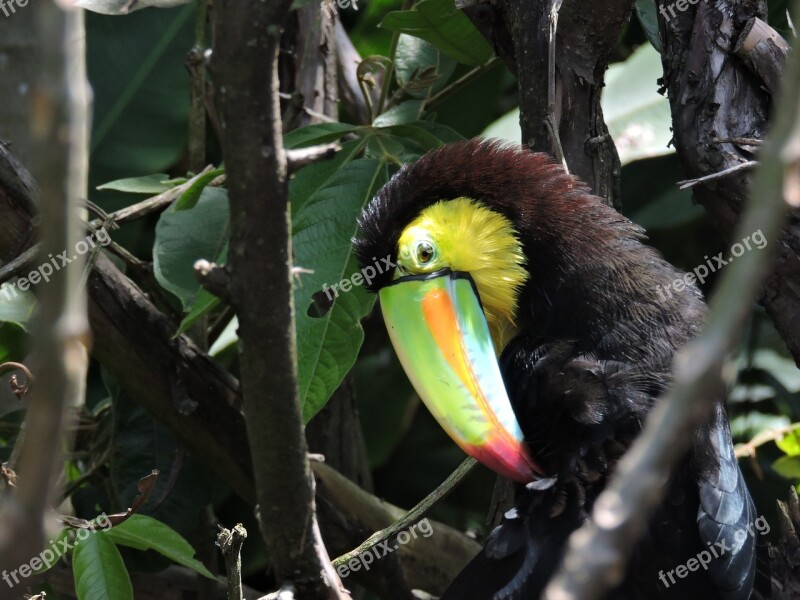 Toucan Peak Exotic Bird Tucan Bird