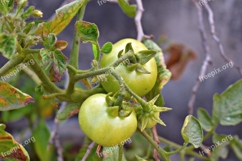 Raw Tomatoes Green Tomatoes Fruit Green Free Photos