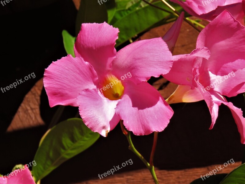 Flower Pink Yellow Green Vine Garden