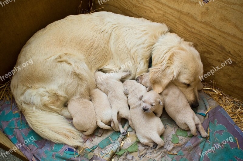 Puppies Golden Retriever Cute Puppy Dog Puppy