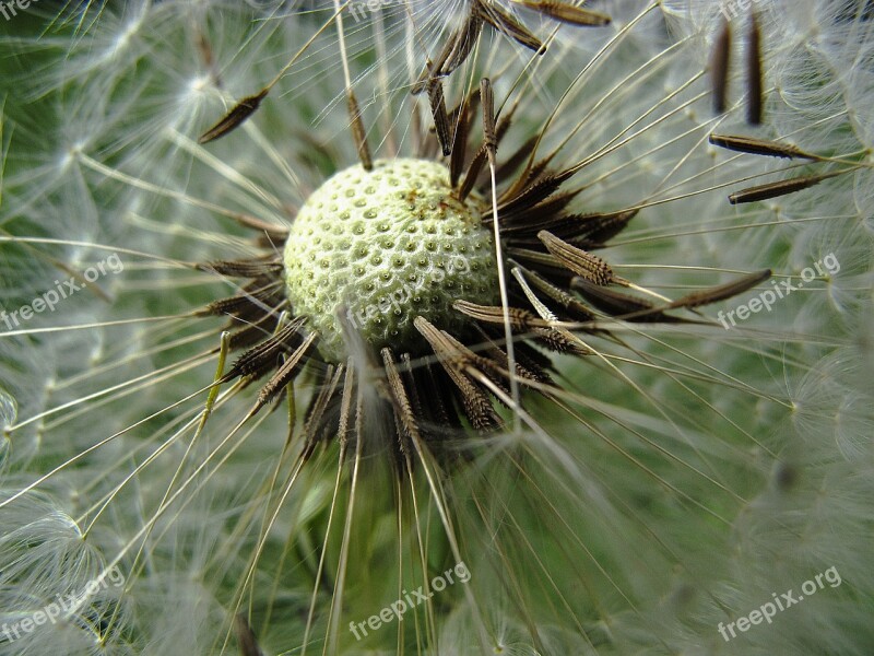 Dandelion Flight Screens Achaenen Infructescence Common Dandelion