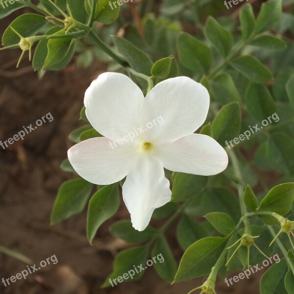 Jasmine Flower Foliage Plant Garden