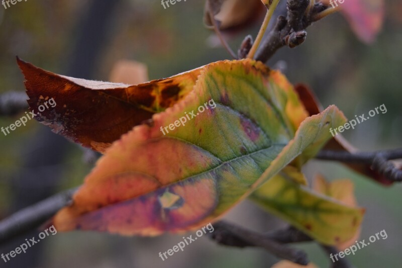 Leaf Color Plants Autumn Colors