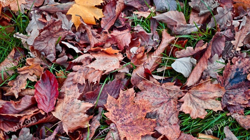 Autumn Leaves Fall Nature Leaf