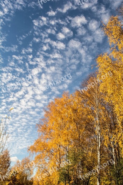 Autumn Nature Autumn Nature Golden Autumn Autumn Leaf