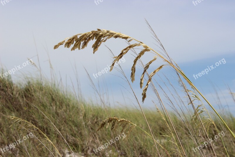 Sea Oats Beach Grass Sea Sand