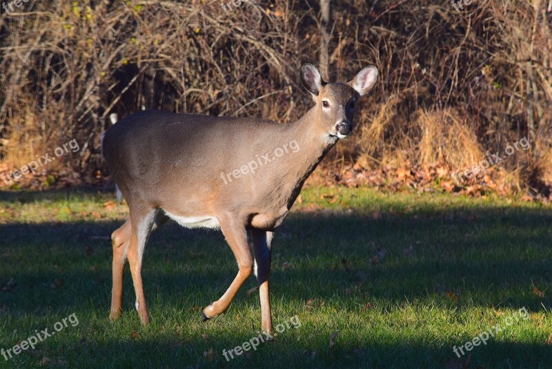 Deer Looking Grass Field Animal