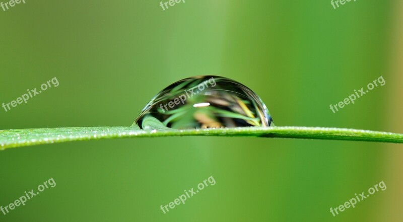 Drop Water Grass Rain Nature