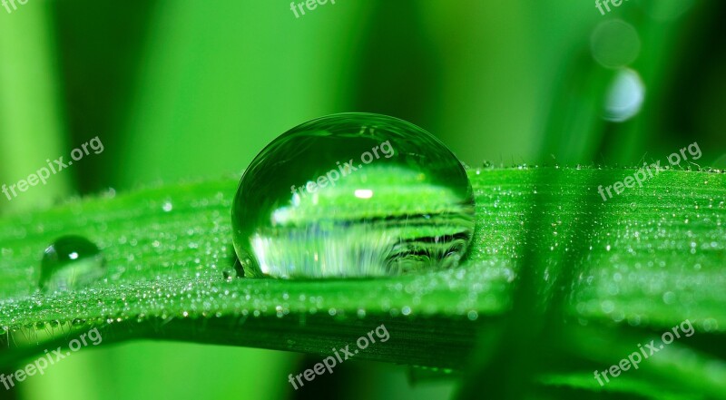 Water Drop Grass Rain Nature