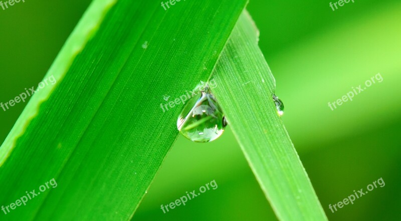 Water Drop Grass Rain Nature