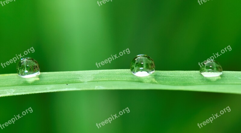 Water Drops Grass Rain Nature