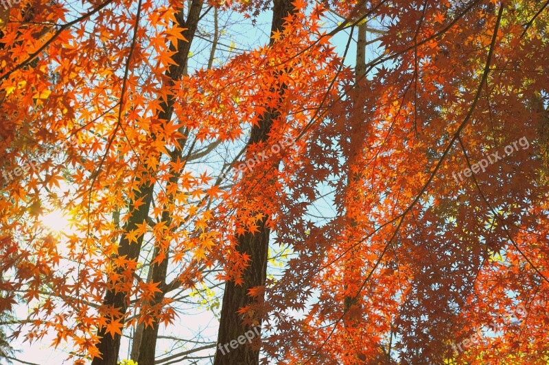 Sunbeams Autumn Japan Forest Wood