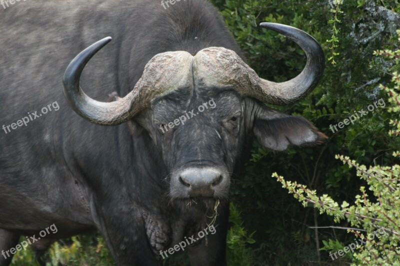 Water Buffalo Africa Wildlife Free Photos