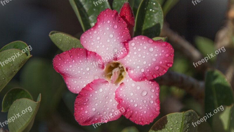 Adinuam Water Drop Focus Free Photos