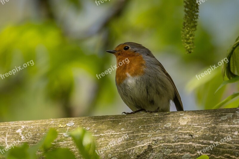 Bird Songbird Nature Birds Forest