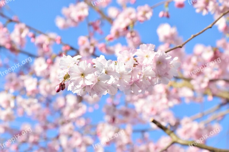 Cherry Blossom Spring Blossom Bloom Pink