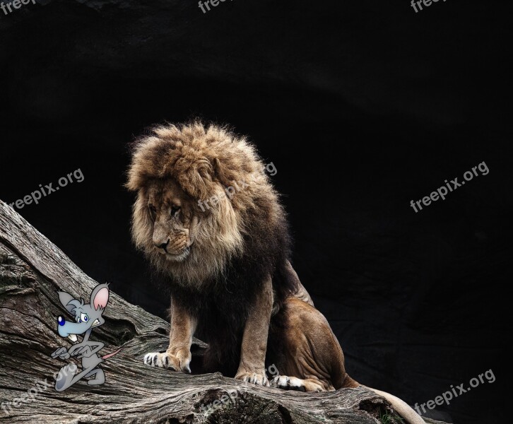 Lion Mouse Composing Surreal Free Photos