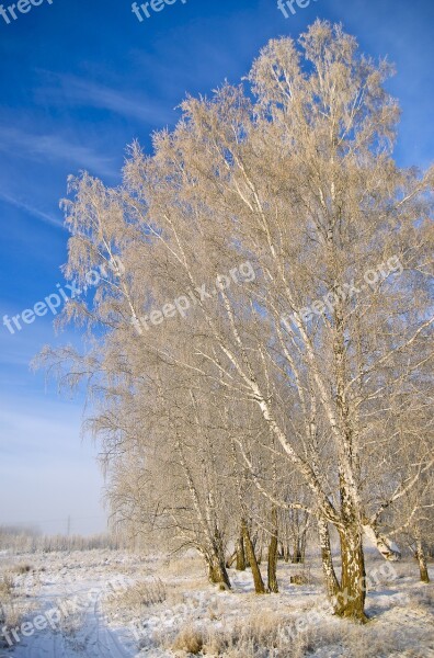 Birch November Winter Siberia Tree