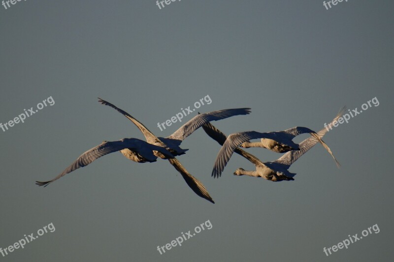 Animal Sky Morning Bird Wild Birds