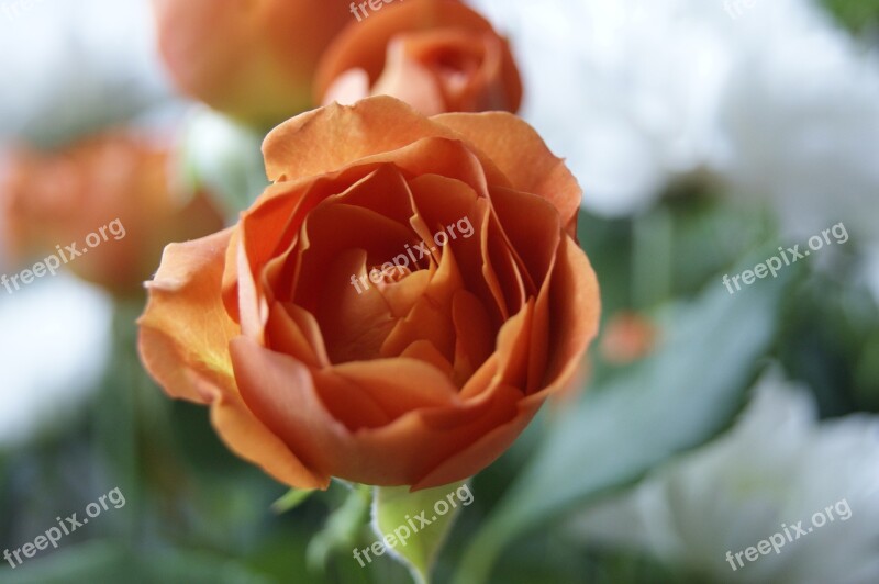 Orange Flower Rose Rose Flower Tea Rose Tea