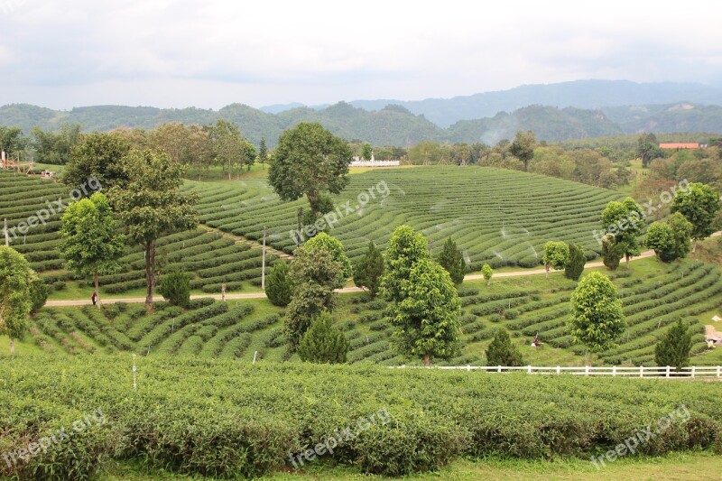 Tea Plantations Tea The North Tourism Thailand