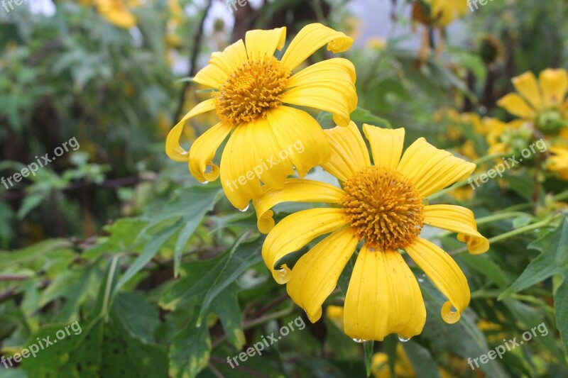 Lotus Tong Flower Flowers Nature Yellow Flower