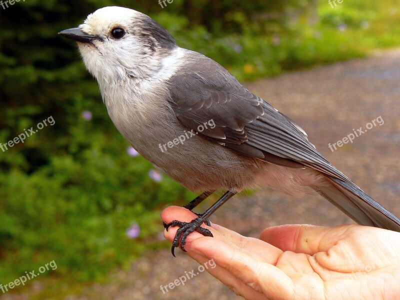 Bird Meisenhäher Whisky-jack Perisoreus Canadensis Tame