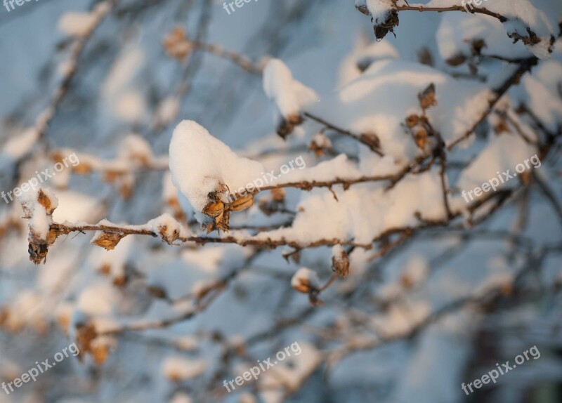 Snow Winter Wonderland Branches Free Photos