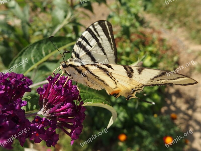 Butterfly Bush Swallowtail Fruit Flying Insects Bush Flower