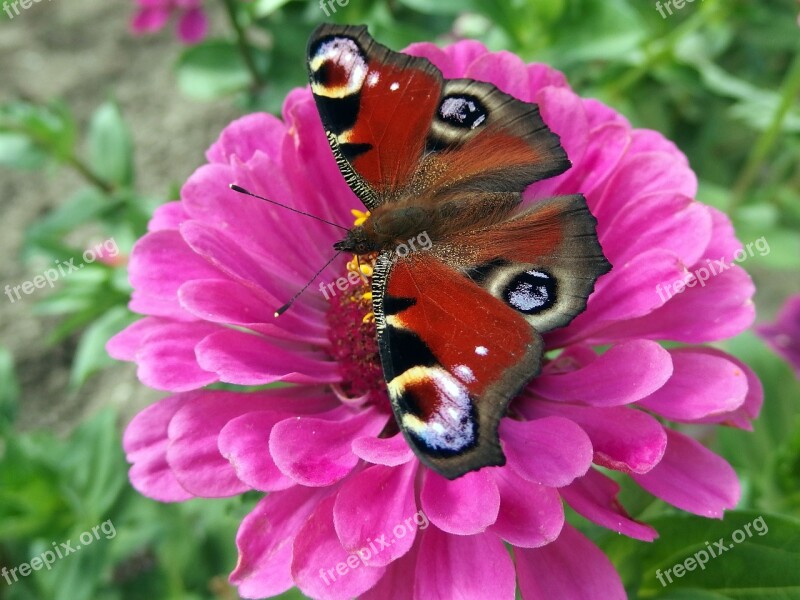 Peacock Butterfly Babočkovití Butterfly Wings Free Photos