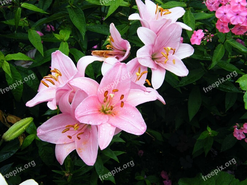 Lily Pink Flower Day Lily Nature