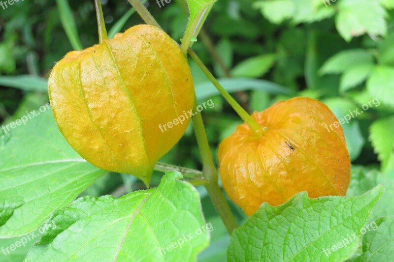 Lampionblume Lampion Bubble Cherries Physalis Free Photos