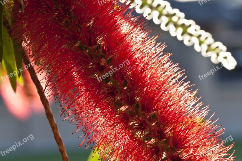 Bottlebrush Callistemon Flower Red Nature