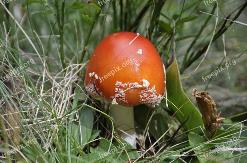 Fungus Amanita Muscaria Forest Poisonous Ovules