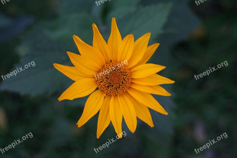 Flower Field Petals Nature Macro