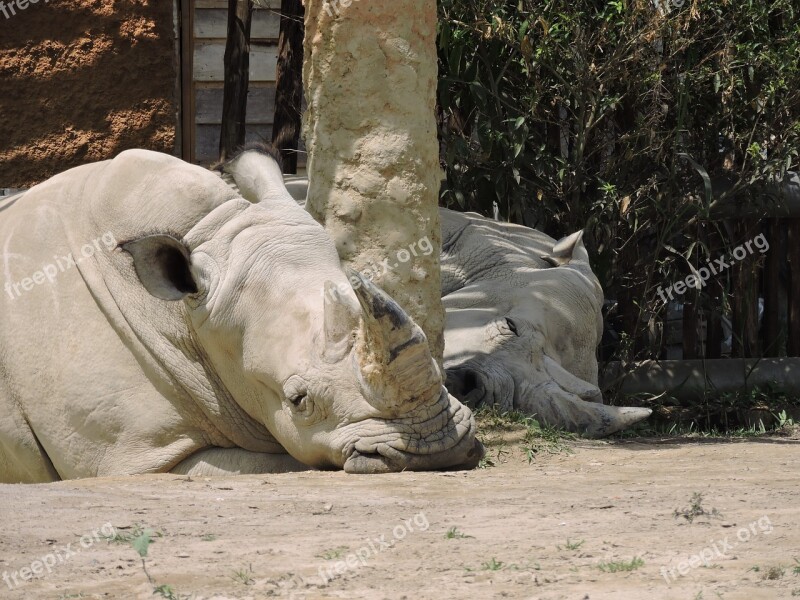 Rhino Animals Nature Wild Horn