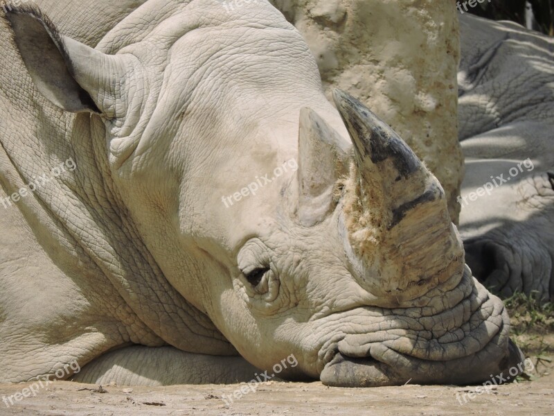 Rhino Animals Nature Safari Horn