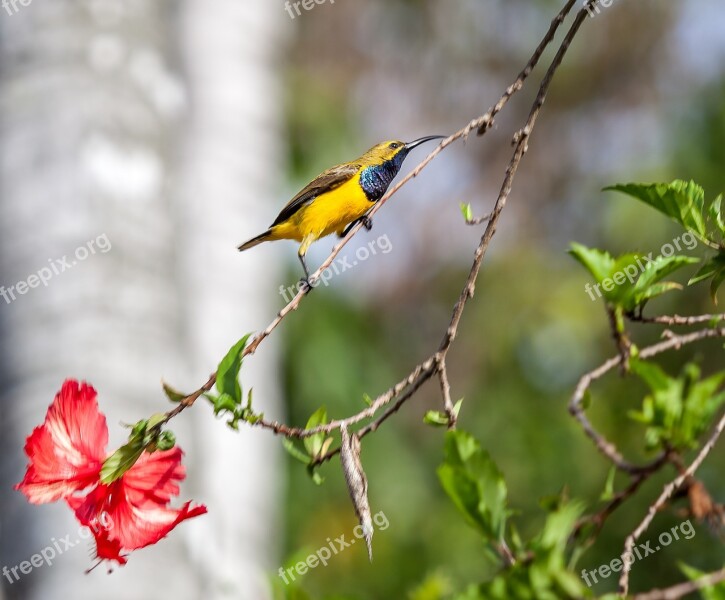 Bird Sunbird Olive-backed Sunbird Yellow-bellied Sunbird Cinnyris Jugularis