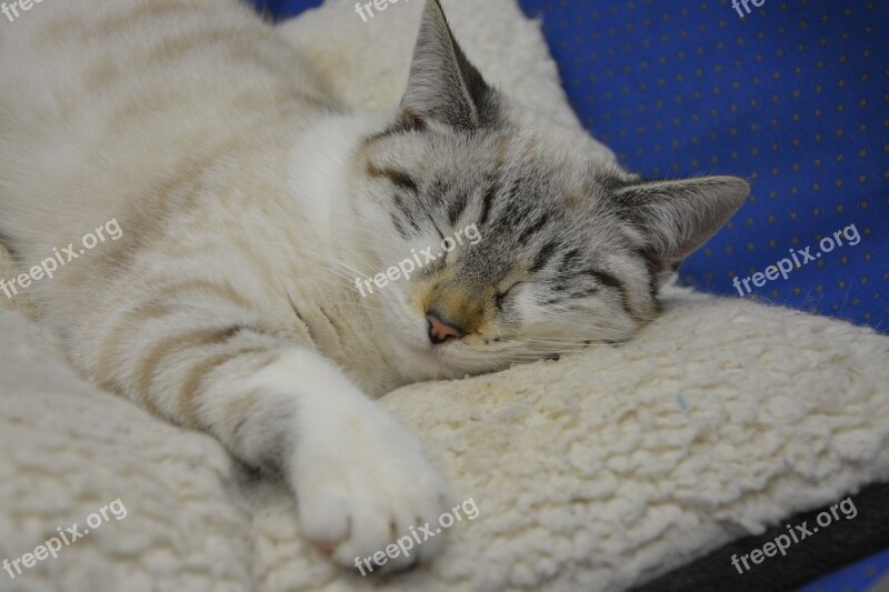 Cat Sleeping Cat Sleep Lengthen Domestic Animal Cat Lying