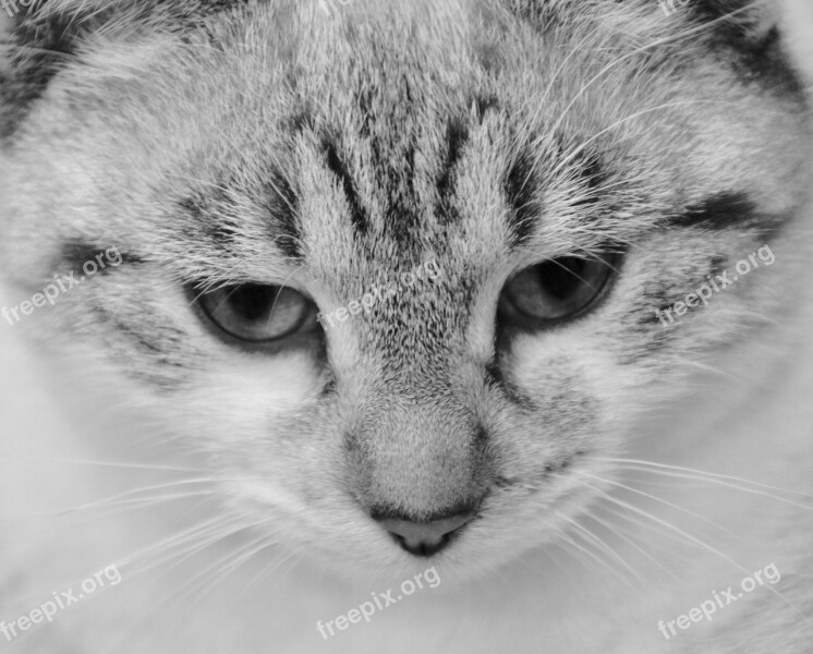 Cat Photo Black White Domestic Animal Cute Picture